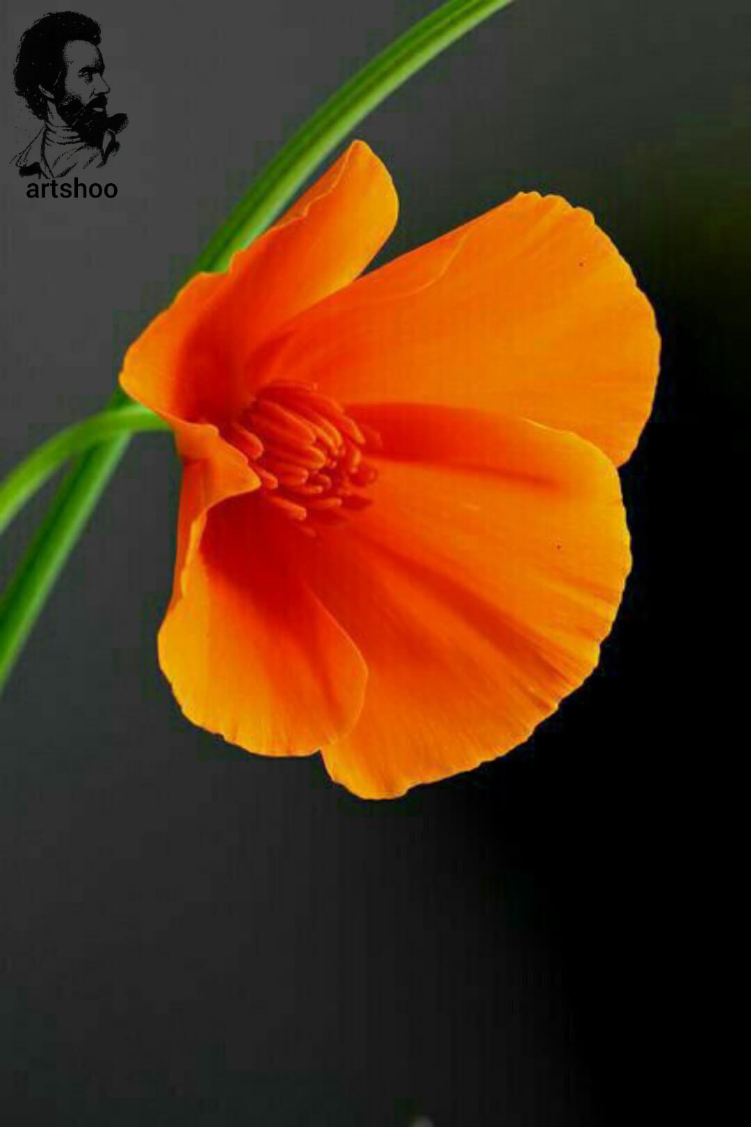 آموزش نقاشی رنگ روغن